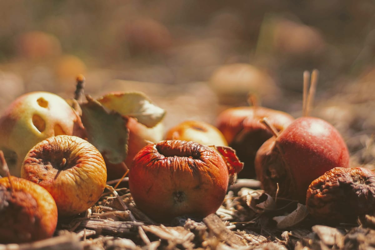 Innovative solutions to tackle food waste crisis