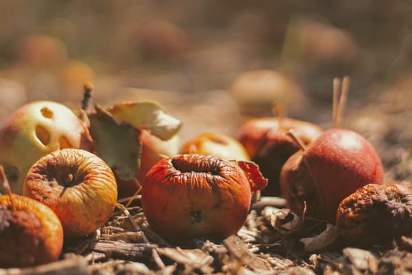 Innovative solutions to tackle food waste crisis